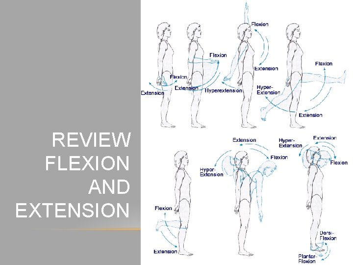 REVIEW FLEXION AND EXTENSION 