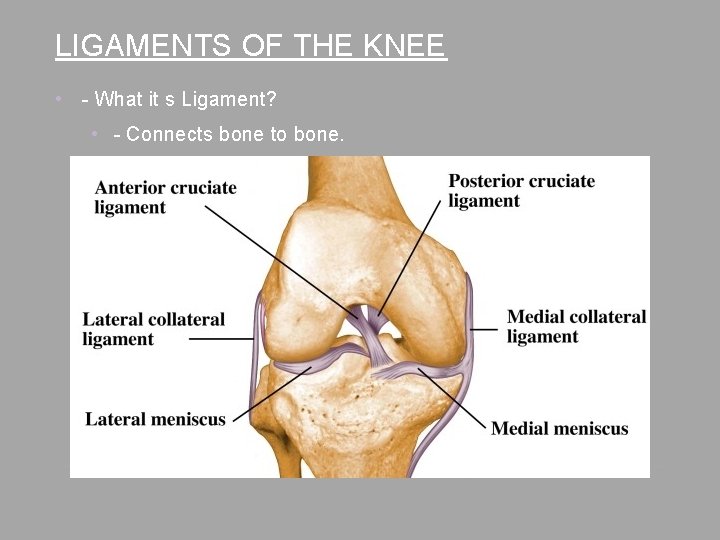 LIGAMENTS OF THE KNEE • - What it s Ligament? • - Connects bone