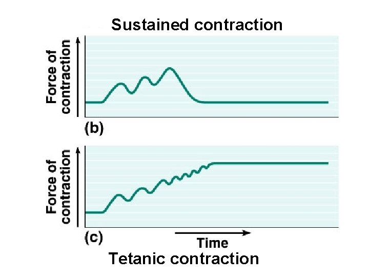 Sustained contraction Tetanic contraction 