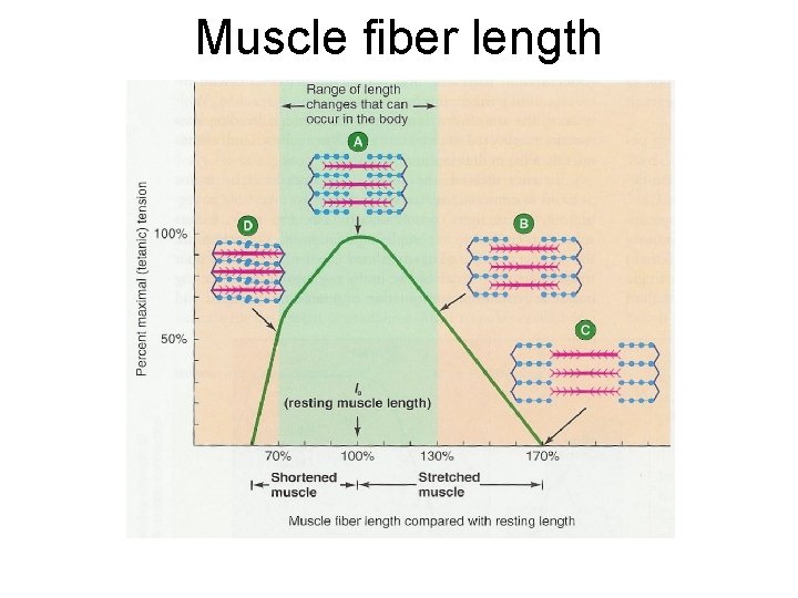 Muscle fiber length 
