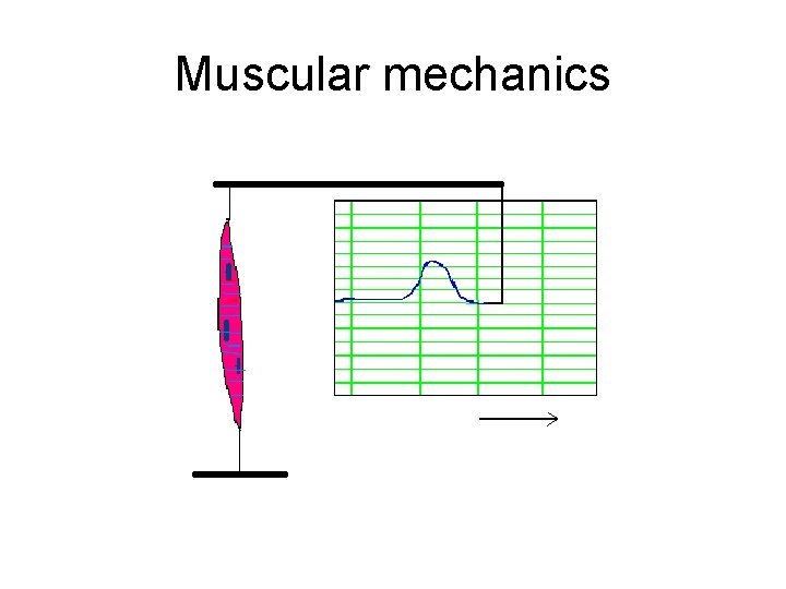 Muscular mechanics 