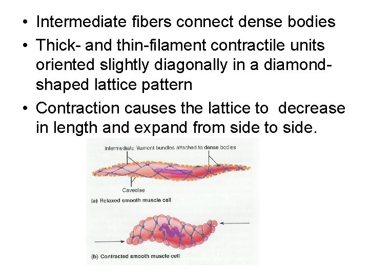  • Intermediate fibers connect dense bodies • Thick- and thin-filament contractile units oriented