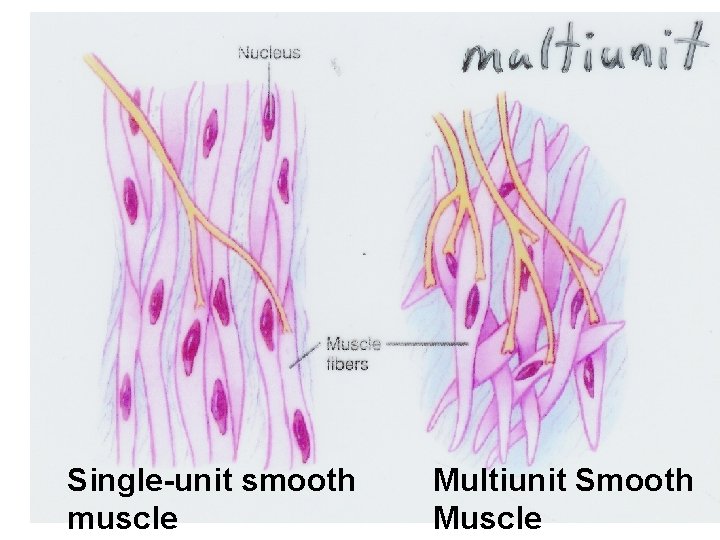 Single-unit smooth muscle Multiunit Smooth Muscle 