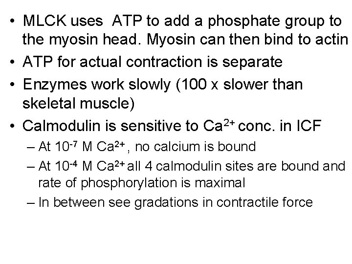  • MLCK uses ATP to add a phosphate group to the myosin head.