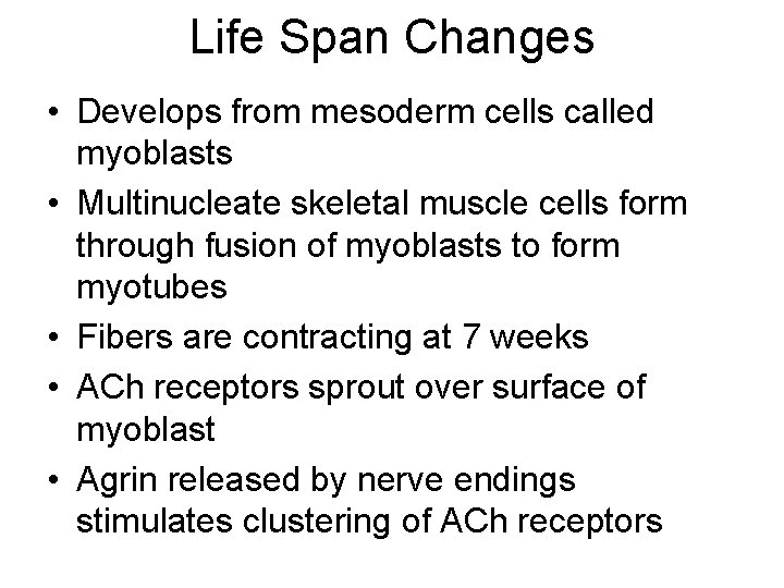 Life Span Changes • Develops from mesoderm cells called myoblasts • Multinucleate skeletal muscle