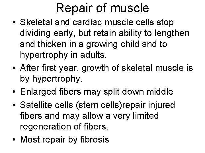 Repair of muscle • Skeletal and cardiac muscle cells stop dividing early, but retain
