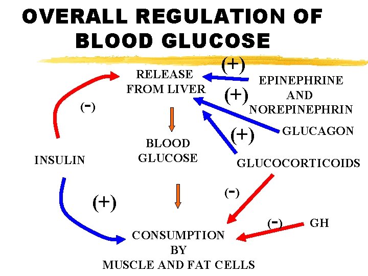 OVERALL REGULATION OF BLOOD GLUCOSE (+) RELEASE FROM LIVER - ( ) BLOOD GLUCOSE