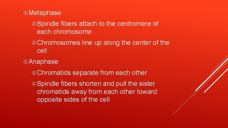  Metaphase Spindle fibers attach to the centromere of each chromosome Chromosomes line up