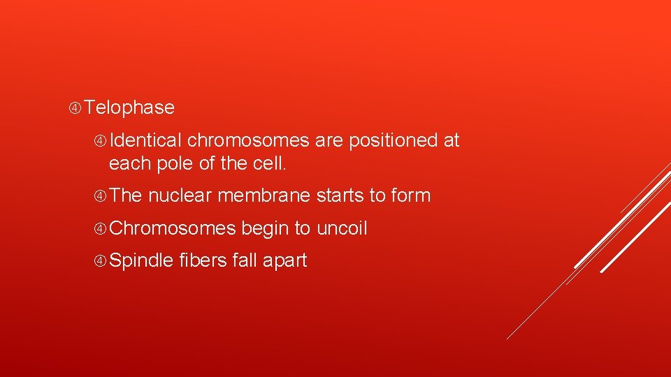  Telophase Identical chromosomes are positioned at each pole of the cell. The nuclear