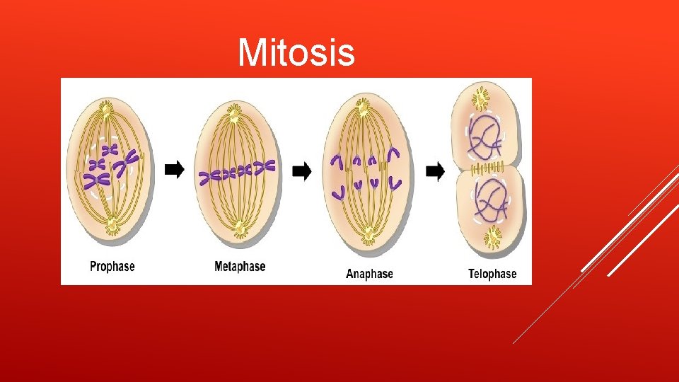 Mitosis 