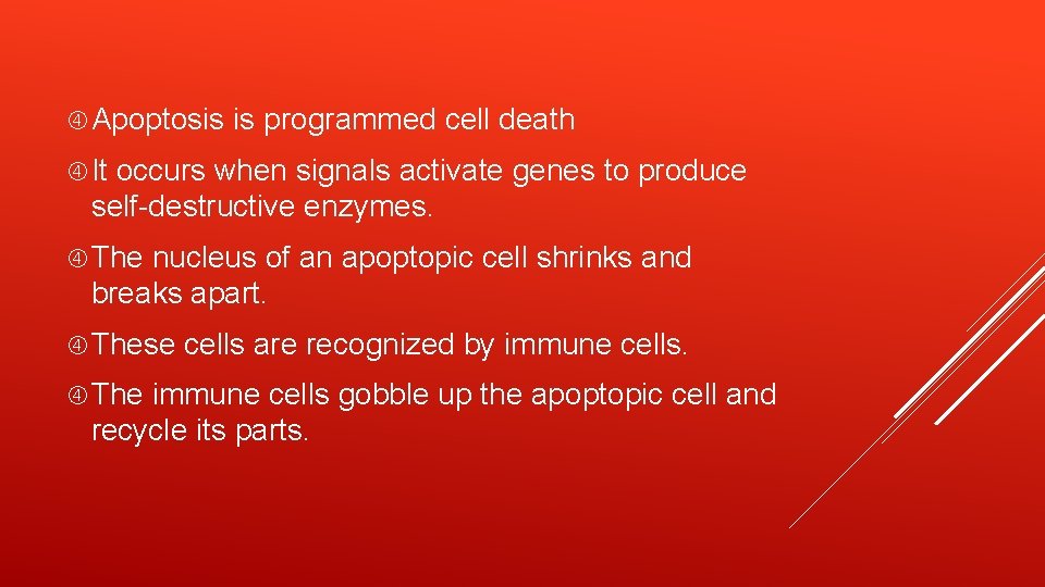  Apoptosis is programmed cell death It occurs when signals activate genes to produce