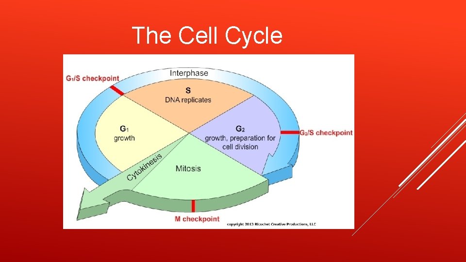 The Cell Cycle 