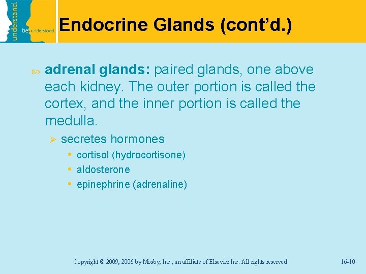 Endocrine Glands (cont’d. ) adrenal glands: paired glands, one above each kidney. The outer