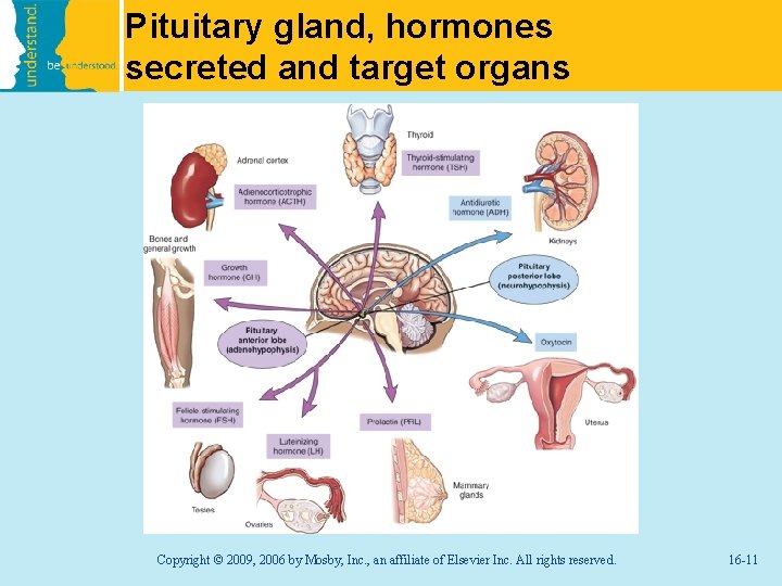 Pituitary gland, hormones secreted and target organs Copyright © 2009, 2006 by Mosby, Inc.