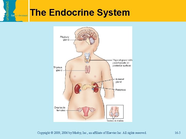 The Endocrine System Copyright © 2009, 2006 by Mosby, Inc. , an affiliate of