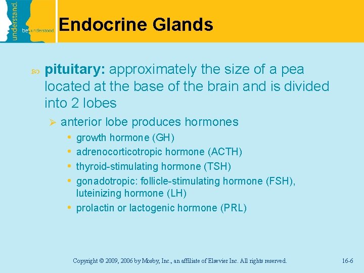 Endocrine Glands pituitary: approximately the size of a pea located at the base of