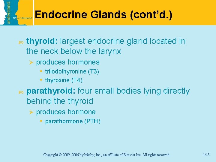 Endocrine Glands (cont’d. ) thyroid: largest endocrine gland located in the neck below the
