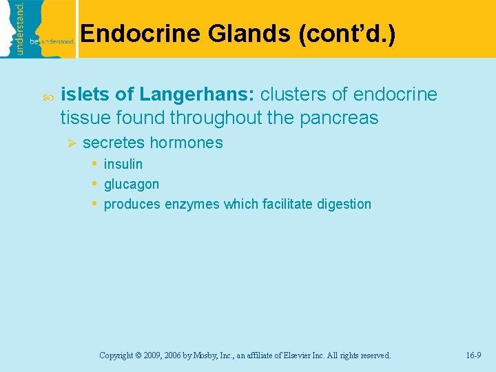 Endocrine Glands (cont’d. ) islets of Langerhans: clusters of endocrine tissue found throughout the