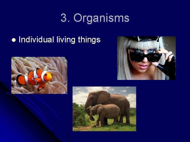 3. Organisms l Individual living things 