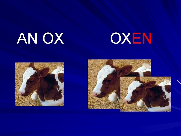 AN OX OXEN 