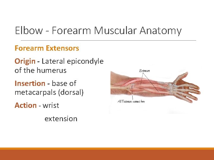 Elbow - Forearm Muscular Anatomy Forearm Extensors Origin - Lateral epicondyle of the humerus