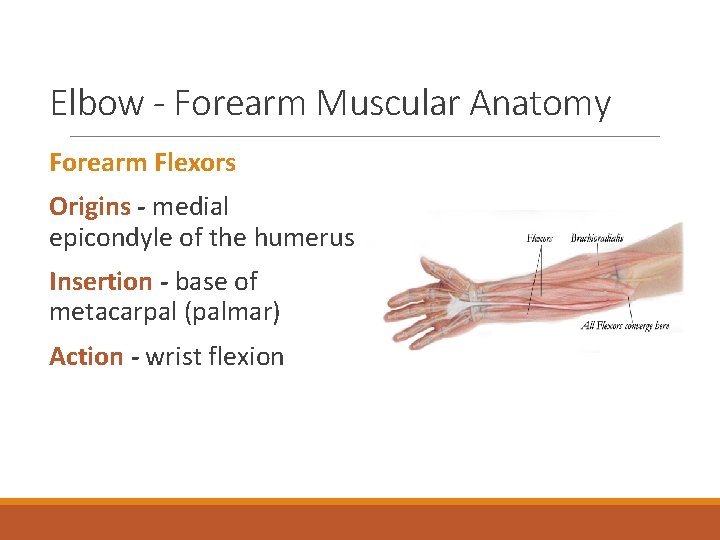 Elbow - Forearm Muscular Anatomy Forearm Flexors Origins - medial epicondyle of the humerus