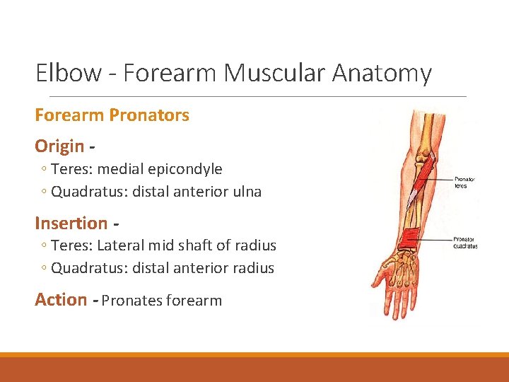 Elbow - Forearm Muscular Anatomy Forearm Pronators Origin ◦ Teres: medial epicondyle ◦ Quadratus: