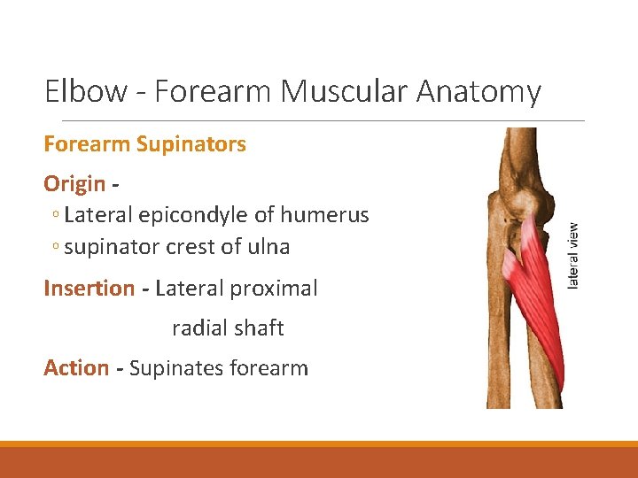 Elbow - Forearm Muscular Anatomy Forearm Supinators Origin ◦ Lateral epicondyle of humerus ◦