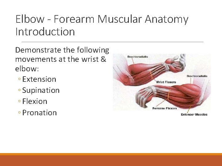 Elbow - Forearm Muscular Anatomy Introduction Demonstrate the following movements at the wrist &