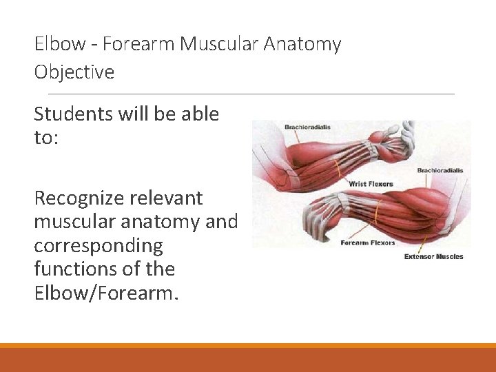 Elbow - Forearm Muscular Anatomy Objective Students will be able to: Recognize relevant muscular