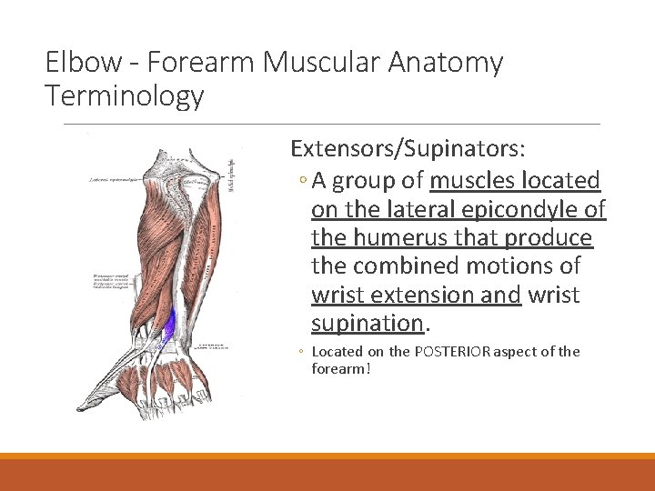 Elbow - Forearm Muscular Anatomy Terminology Extensors/Supinators: ◦ A group of muscles located on