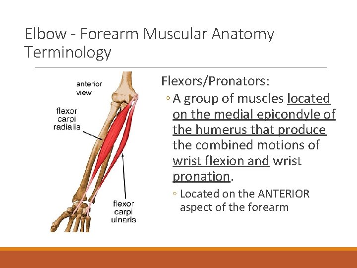 Elbow - Forearm Muscular Anatomy Terminology Flexors/Pronators: ◦ A group of muscles located on