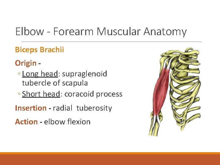 Elbow - Forearm Muscular Anatomy Biceps Brachii Origin ◦ Long head: supraglenoid tubercle of