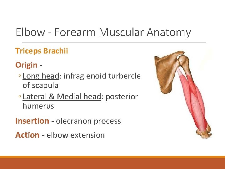 Elbow - Forearm Muscular Anatomy Triceps Brachii Origin ◦ Long head: infraglenoid turbercle of
