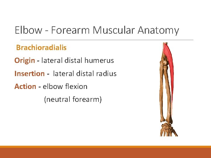 Elbow - Forearm Muscular Anatomy Brachioradialis Origin - lateral distal humerus Insertion - lateral