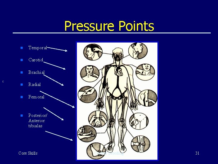 Pressure Points ( n Temporal n Carotid n Brachial n Radial n Femoral n