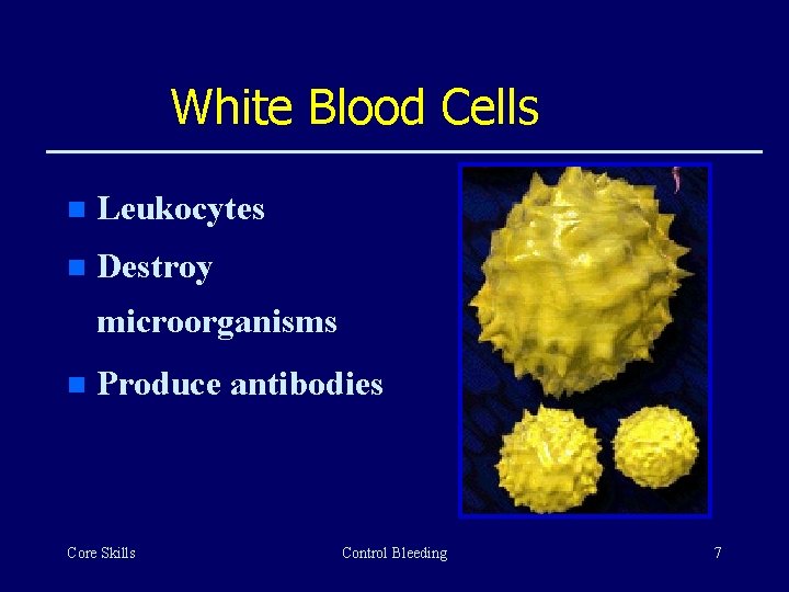 White Blood Cells n Leukocytes n Destroy microorganisms n Produce antibodies Core Skills Control