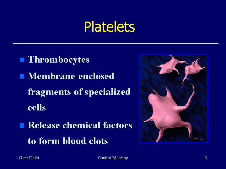 Platelets n Thrombocytes n Membrane-enclosed fragments of specialized cells n Release chemical factors to