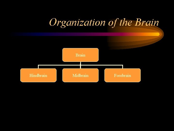 Organization of the Brain Hindbrain Midbrain Forebrain 