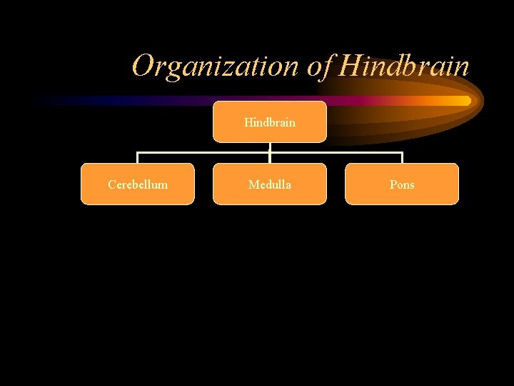 Organization of Hindbrain Cerebellum Medulla Pons 