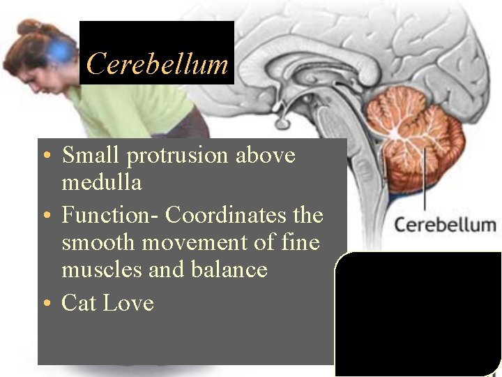 Cerebellum • Small protrusion above medulla • Function- Coordinates the smooth movement of fine