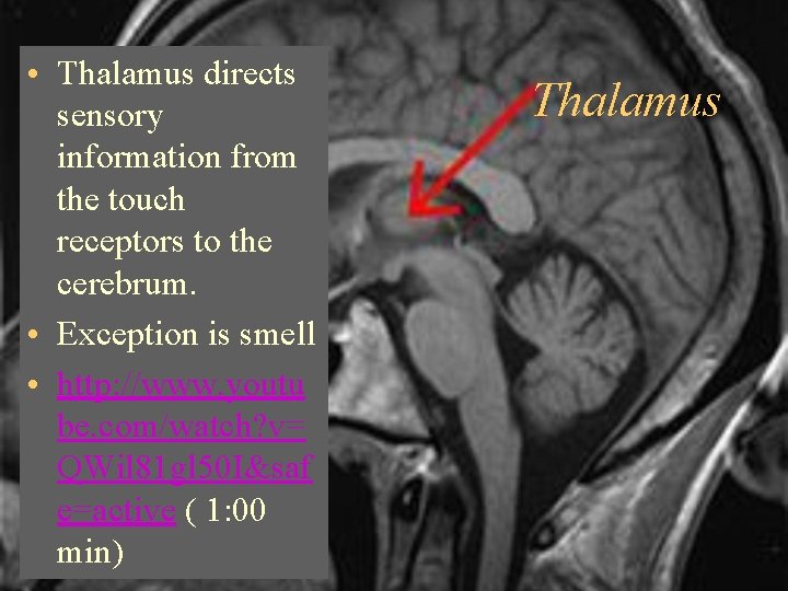 • Thalamus directs sensory information from the touch receptors to the cerebrum. •