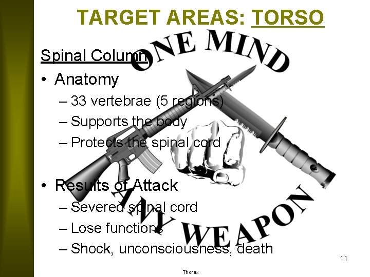 TARGET AREAS: TORSO Spinal Column • Anatomy – 33 vertebrae (5 regions) – Supports