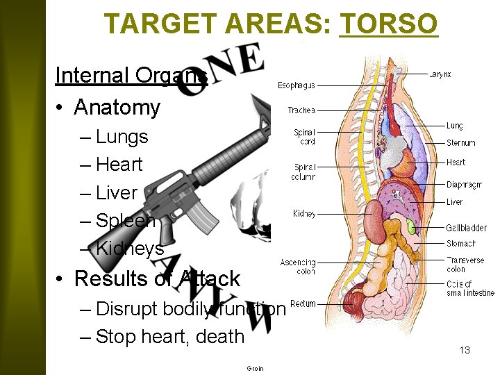 TARGET AREAS: TORSO Internal Organs • Anatomy – Lungs – Heart – Liver –