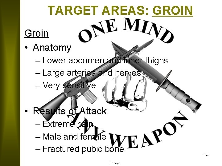 TARGET AREAS: GROIN Groin • Anatomy – Lower abdomen and inner thighs – Large