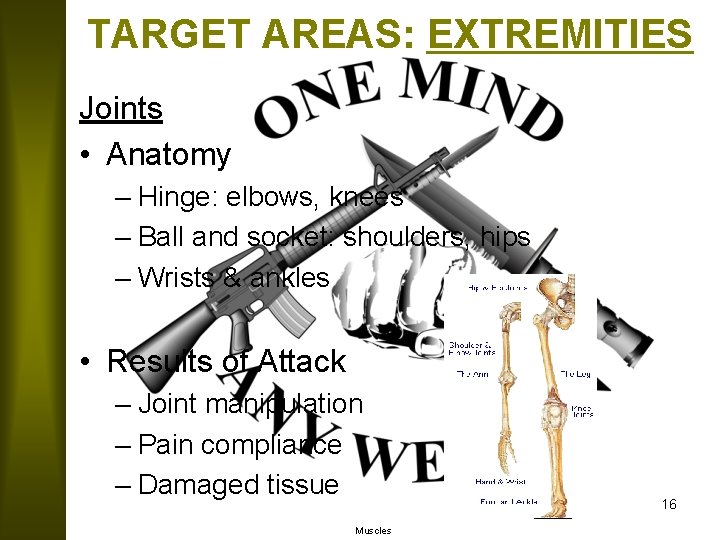 TARGET AREAS: EXTREMITIES Joints • Anatomy – Hinge: elbows, knees – Ball and socket: