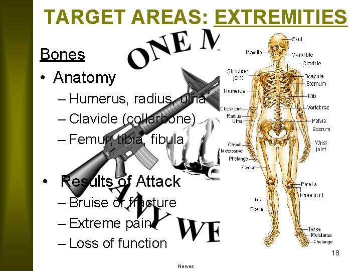 TARGET AREAS: EXTREMITIES Bones • Anatomy – Humerus, radius, ulna – Clavicle (collarbone) –