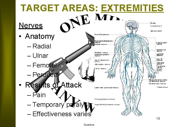 TARGET AREAS: EXTREMITIES Nerves • Anatomy – Radial – Ulnar – Femoral – Peroneal