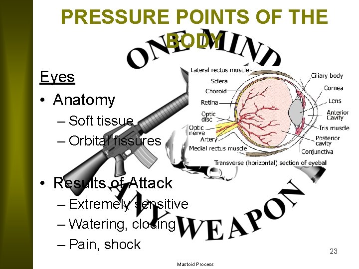 PRESSURE POINTS OF THE BODY Eyes • Anatomy – Soft tissue – Orbital fissures