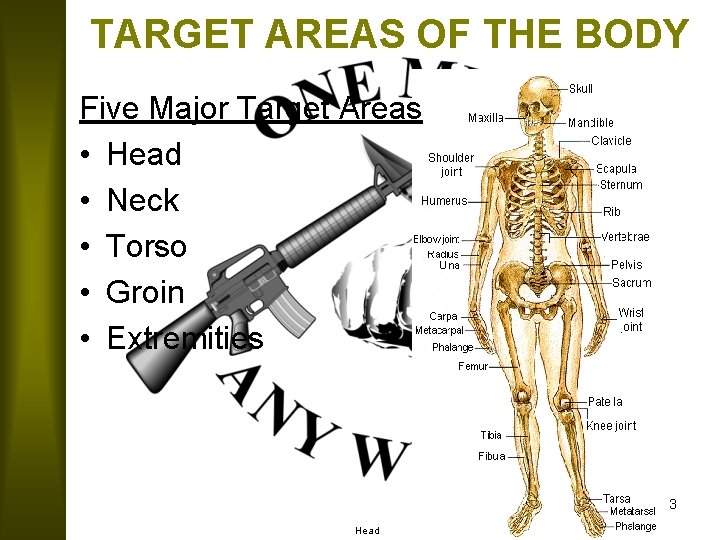 TARGET AREAS OF THE BODY Five Major Target Areas • Head • Neck •